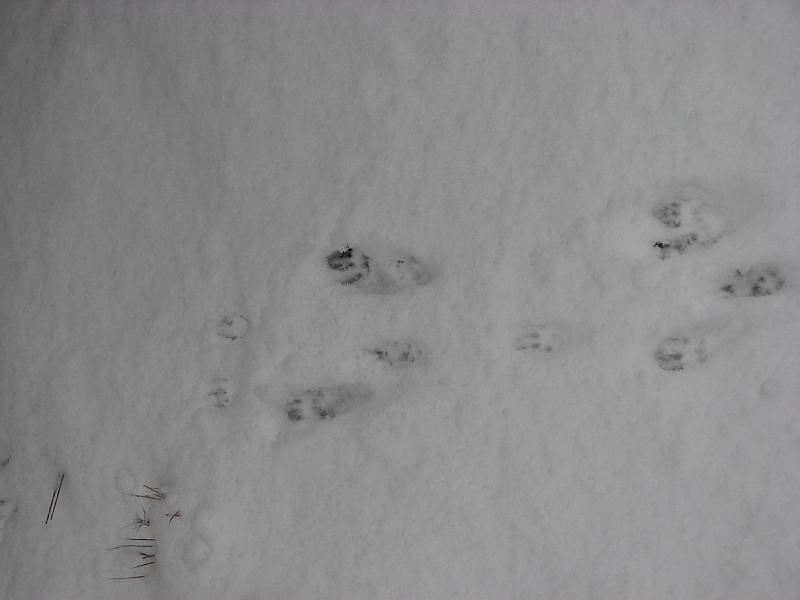 2008-12-07_First_Snow 014.jpg
